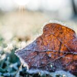 Ako pripraviť záhradu na zimu - Fakty a rady Ako pripraviť záhradu na zimu